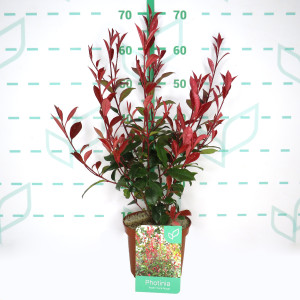 Photinia x fraseri "Carre Rouge" 2.5L 30/35