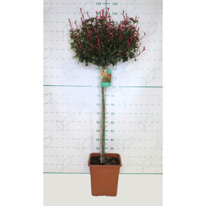 Photinia x fraseri "Carre Rouge" 25L Ht 90/100 120/130