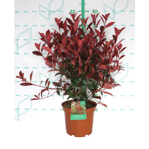 Photinia x fraseri "Carre Rouge" 5L 50/60
