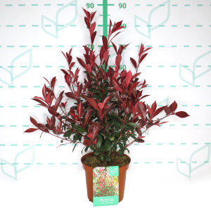 Photinia x fraseri "Carre Rouge" 5L 60/80