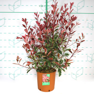 Photinia x fraseri "Louise McLarlou" 10L 80/100