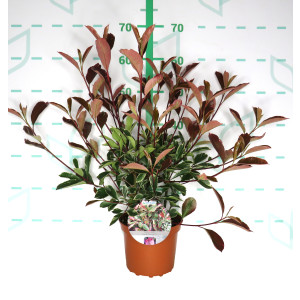 Photinia x fraseri "Louise McLarlou" 2.5L 25/35