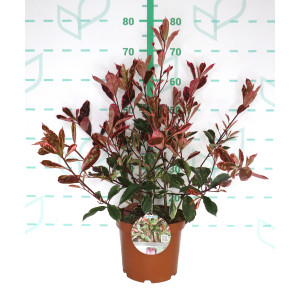 Photinia x fraseri "Louise McLarlou" 5L 60/80