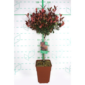 Photinia x fraseri "Petit Red Robin" 11L Cuadrada Ht 40 80/100 (Mini Copa)