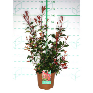 Photinia x fraseri "Red Robin" 10L 50/60