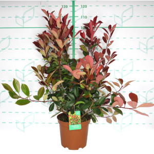 Photinia x fraseri "Red Robin" 10L 80/100