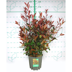 Photinia x fraseri "Red Robin" 10L 80/90