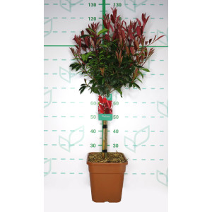 Photinia x fraseri "Red Robin" 11L Cuadrada Ht 40 80/100