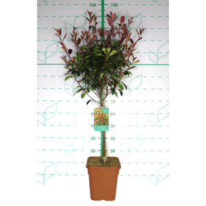 Photinia x fraseri "Red Robin" 11L Cuadrada Ht 40 80/100 (Mini Copa)