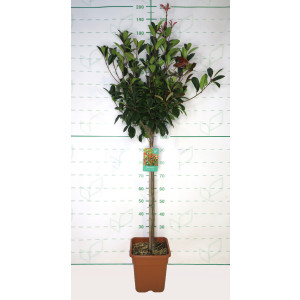 Photinia x fraseri "Red Robin" 15L Ht 90/100 120/140