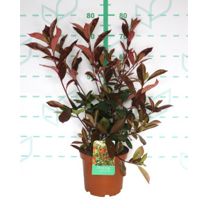 Photinia x fraseri "Red Robin" 5L 55/65