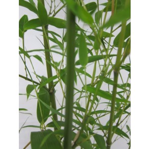 Phyllostachys aurea 130L 15-20 350/450