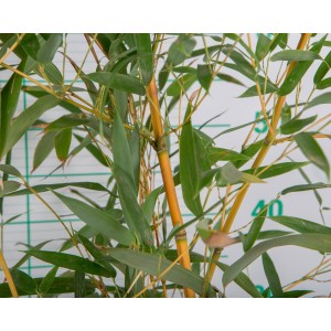 Phyllostachys aureosulcata "Aureocaulis" 10L 6-10 150/200