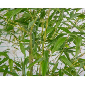 Phyllostachys aureosulcata "Aureocaulis" 35L 10-15 300/350