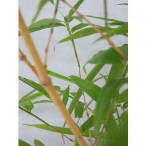 Phyllostachys vivax "Aureocaulis" 50L 6-8 350/450