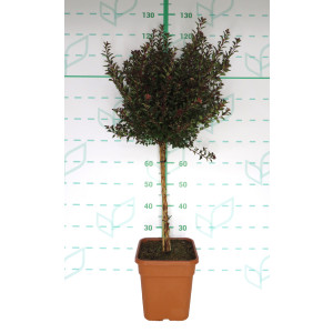 Physocarpus "Little Devil" 11L Cuadrada Ht 50 80/100