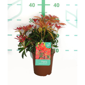 Pieris japonica 1.5L 20/30
