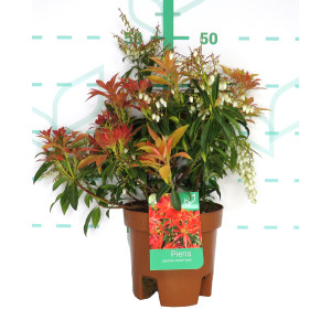 Pieris japonica 3L 25/35
