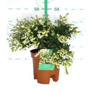 Pieris japonica 5L 35/45 