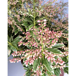 Pieris japonica "Polar Passion" ® 10L 30/40