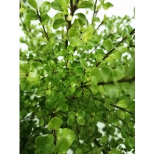 Pittosporum tenuifolium "Cratus" ® 2L