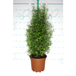 Pittosporum tenuifolium 7.5L 60/70