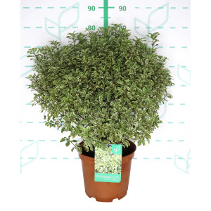 Pittosporum tenuifolium "Variegata" 10L 30/40