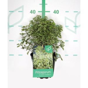 Pittosporum tenuifolium "Variegata" 2L 20/25 DP 15/20