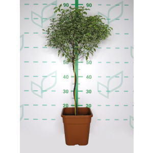 Pittosporum tenuifolium "Variegata" 5L Cuadrada Ht 40 60/70