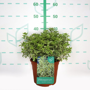 Pittosporum tenuifolium "Variegata" 5L Deco 20/25 DP 20/30