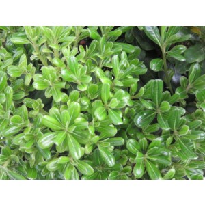 Pittosporum tobira "Nana" 3L 20/25