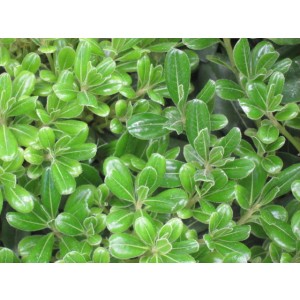 Pittosporum tobira "Nana" 10L 20/25
