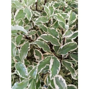 Pittosporum tenuifolium "Variegata" 10L Deco 20/30 DP 30/40