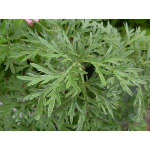 Artemisia absinthium M11