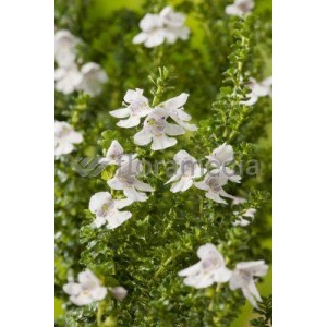 Prostanthera cuneata 10L 30/40