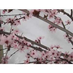 Prunus cerasifera "Nigra" 10L 180/200