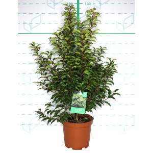 Prunus lusitanica "Angustifolia" 10L Deco 90/110