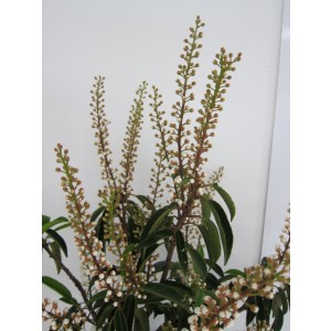 Prunus lusitanica "Angustifolia" 20L Deco 120/140