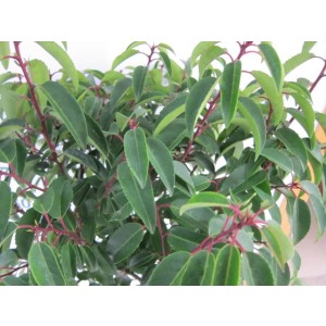 Prunus lusitanica "Angustifolia" 30L Deco 130/140