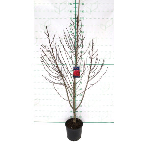 Prunus persica "Taoflora" ® 10L 150/190