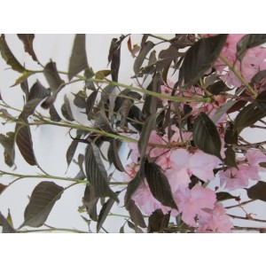 Prunus serrulata "Royal Burgundy" 10L Ht 175