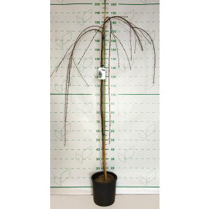 Prunus yedoensis Pendula 10L Ht 170