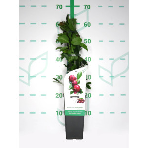 Psidium cattleianum 2L Alto 4 Tutores 60 50 (Guayabo Fresa)