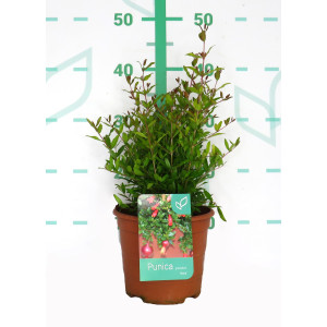 Punica granatum "Nana" 2.5L 15/20