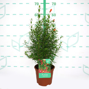 Punica granatum "Nana" 2.5L 15/20