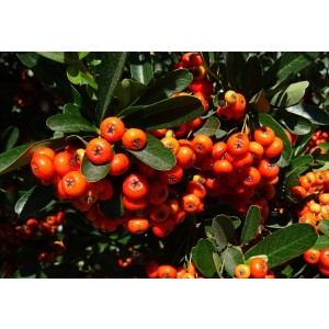 Pyracantha coccinea "Red Colum" 3L 25/30