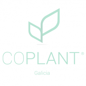 Cotinus coggygria 'Lilla'  ® 3L 20/30
