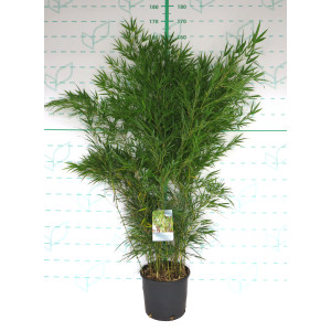 Qiongzhuea tumidissinoda 10L 5-8 130/150