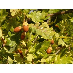 Quercus robur 7L Cuadrada 150/175 Boletus edulis