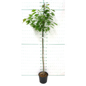 Quercus rubra 10L 160/190